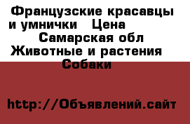 Французские красавцы и умнички › Цена ­ 15 000 - Самарская обл. Животные и растения » Собаки   